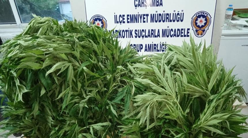 408 kök kenevire 1 tutuklama