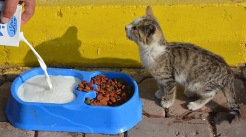 Sosak hayvanlarını için mama ve su bırakıldı