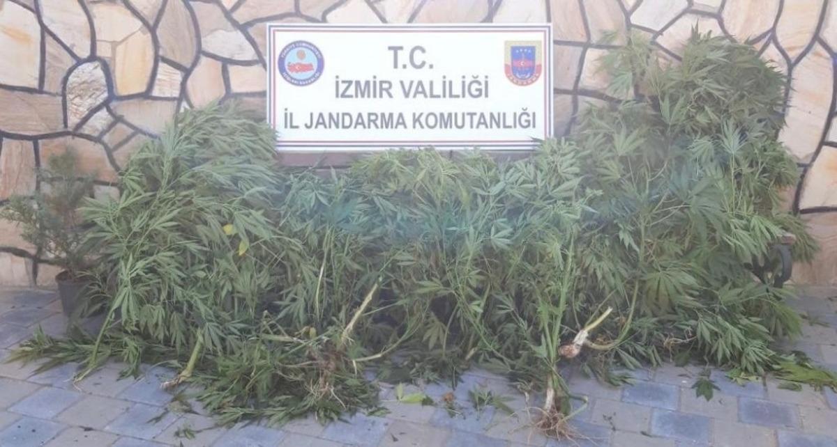 İzmir&rsquo;de 108 k&ouml;k kenevir bitkisi ele ge&ccedil;irildi