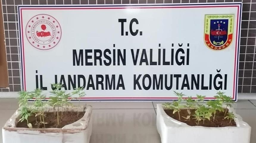 Jandarma 26 k&ouml;k kenevir ele ge&ccedil;irdi