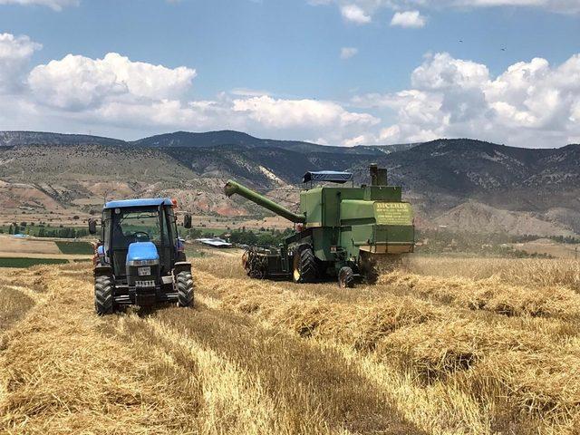 Nallıhan’da arpa hasadı başladı