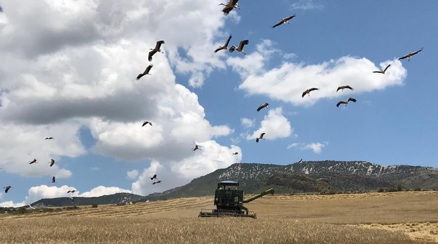 Nallıhan&rsquo;da arpa hasadı başladı