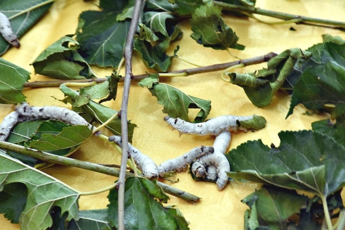 B&ouml;ceklerden ilk ipek hasadı yapıldı