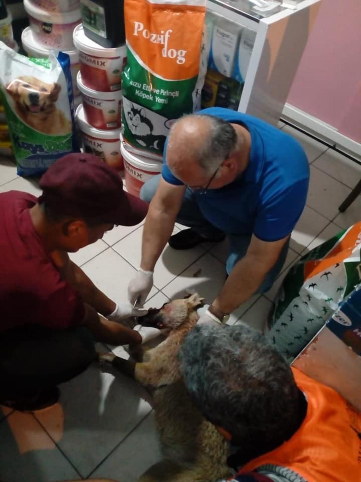 Kazada yaralanan k&ouml;pek tedavi edildi