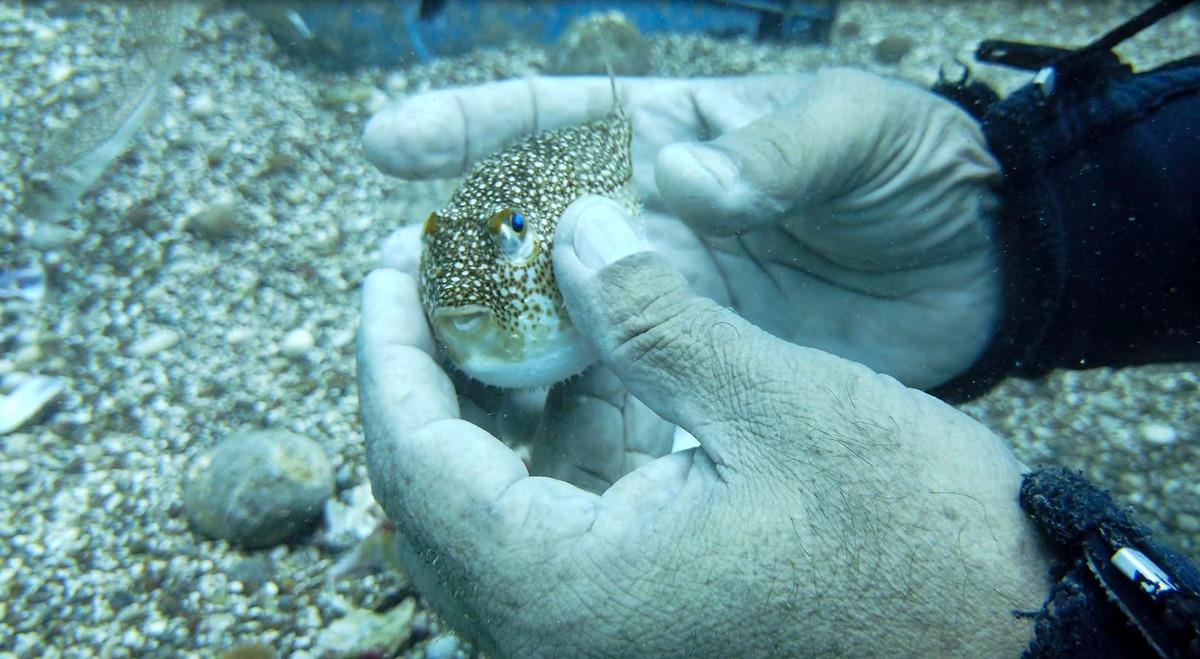 Prof. Dr. G&ouml;koğlu: Balon balığı parmak koparabilir