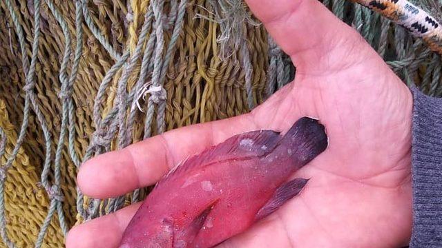 Mavi benekli kaya balığı, Doğu Akdeniz'de ilk kez görüldü