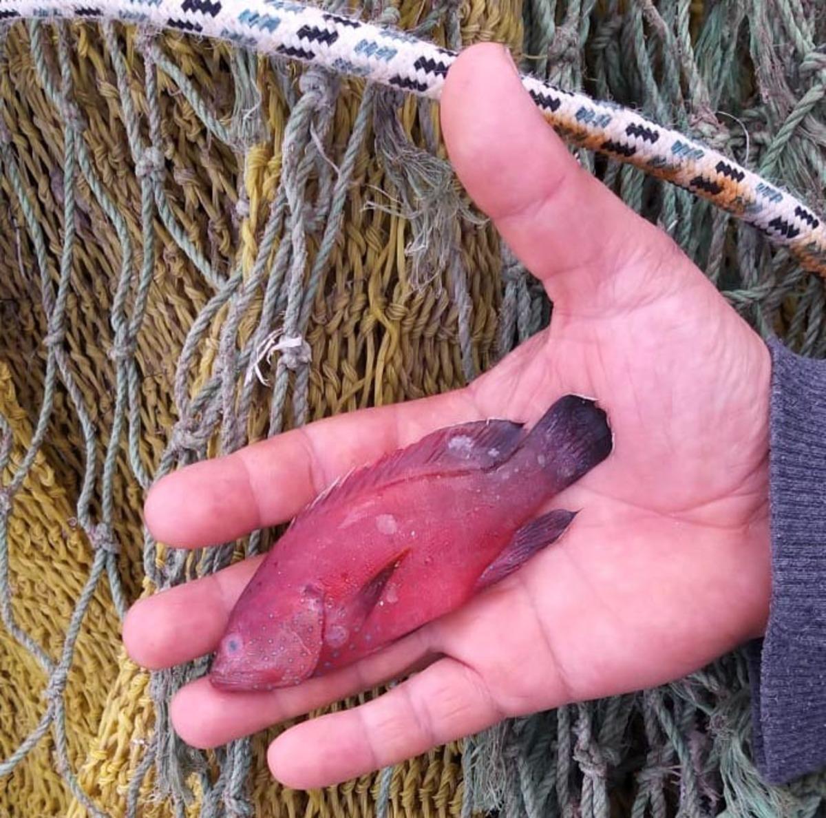 Mavi benekli kaya balığı, Doğu Akdeniz'de ilk kez g&ouml;r&uuml;ld&uuml;