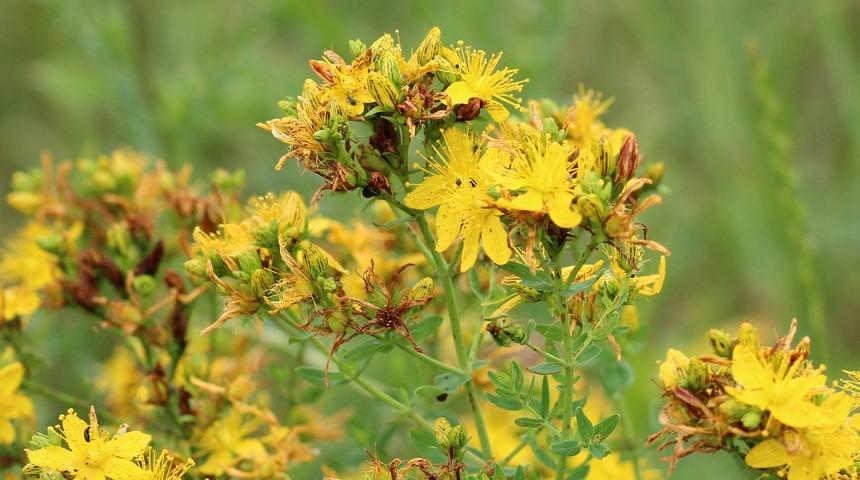 Sarı kantaron yağı nedir? Sarı kantaron yağının faydaları neler? 