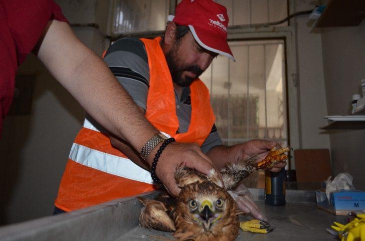 Bahçesinde şahin buldu, belediyeye teslim etti G2