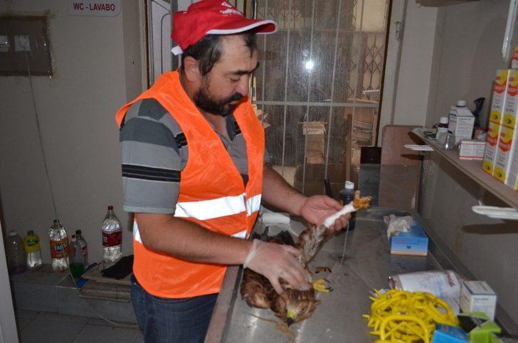 Bahçesinde şahin buldu, belediyeye teslim etti G3