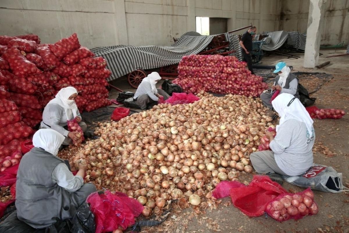 Nil&uuml;fer Belediyesi&rsquo;nden soğan &uuml;reticisine destek