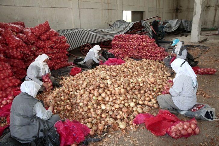 Nilüfer Belediyesi’nden soğan üreticisine destek G1