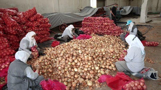Nilüfer Belediyesi’nden soğan üreticisine destek
