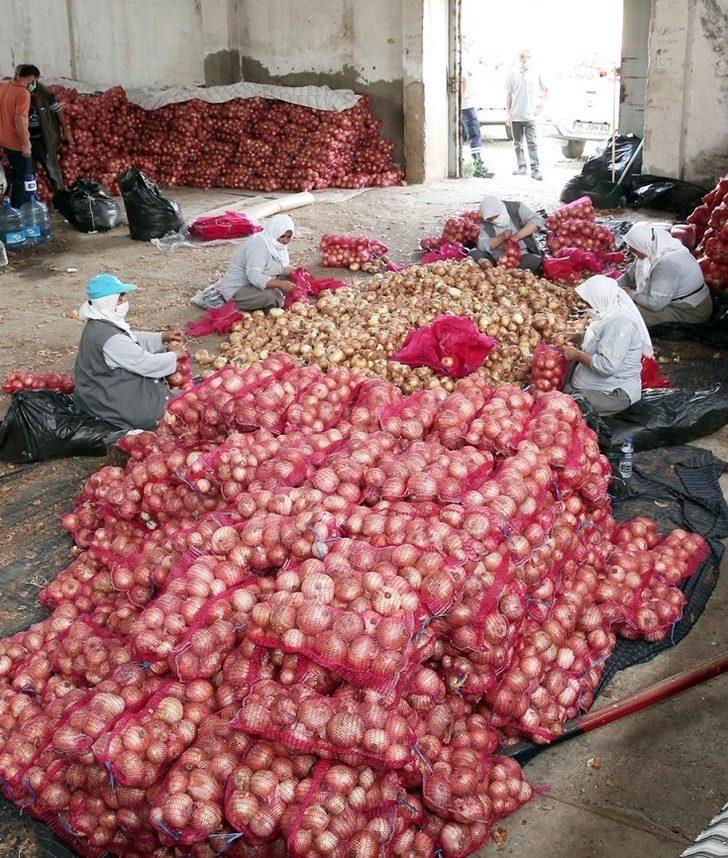 Nilüfer Belediyesi’nden soğan üreticisine destek G3