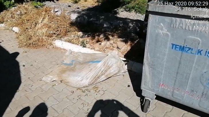 Marmaris’te çöpe atılarak ölüme terk edilen koça belediye sahip çıktı G2