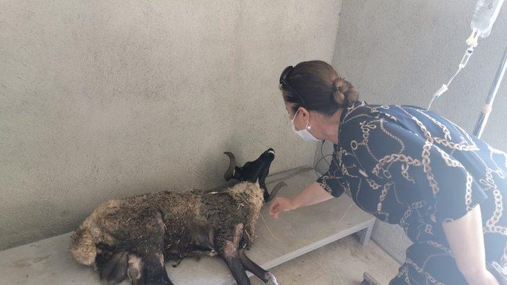 Marmaris’te çöpe atılarak ölüme terk edilen koça belediye sahip çıktı G5