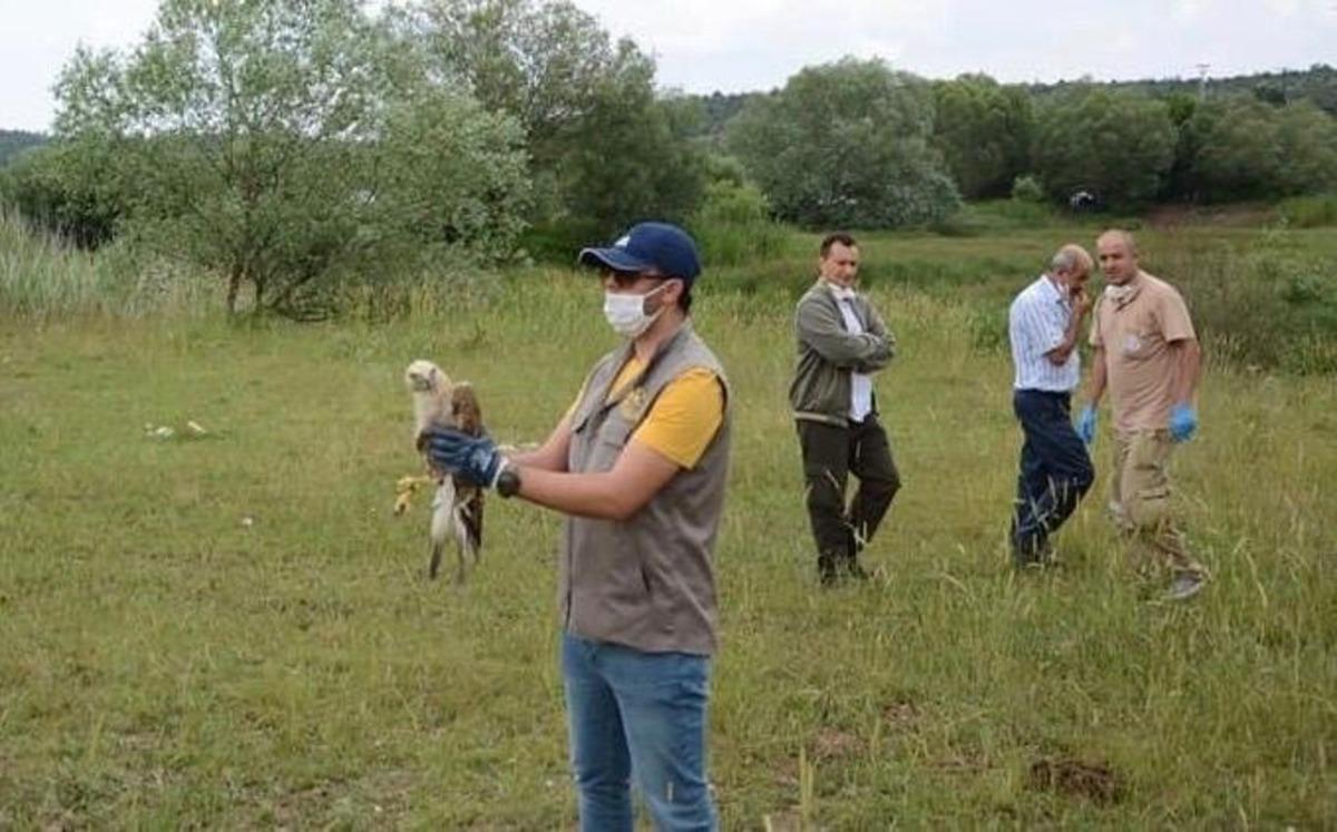 Tedavisi tamamlanan şahin doğaya salındı