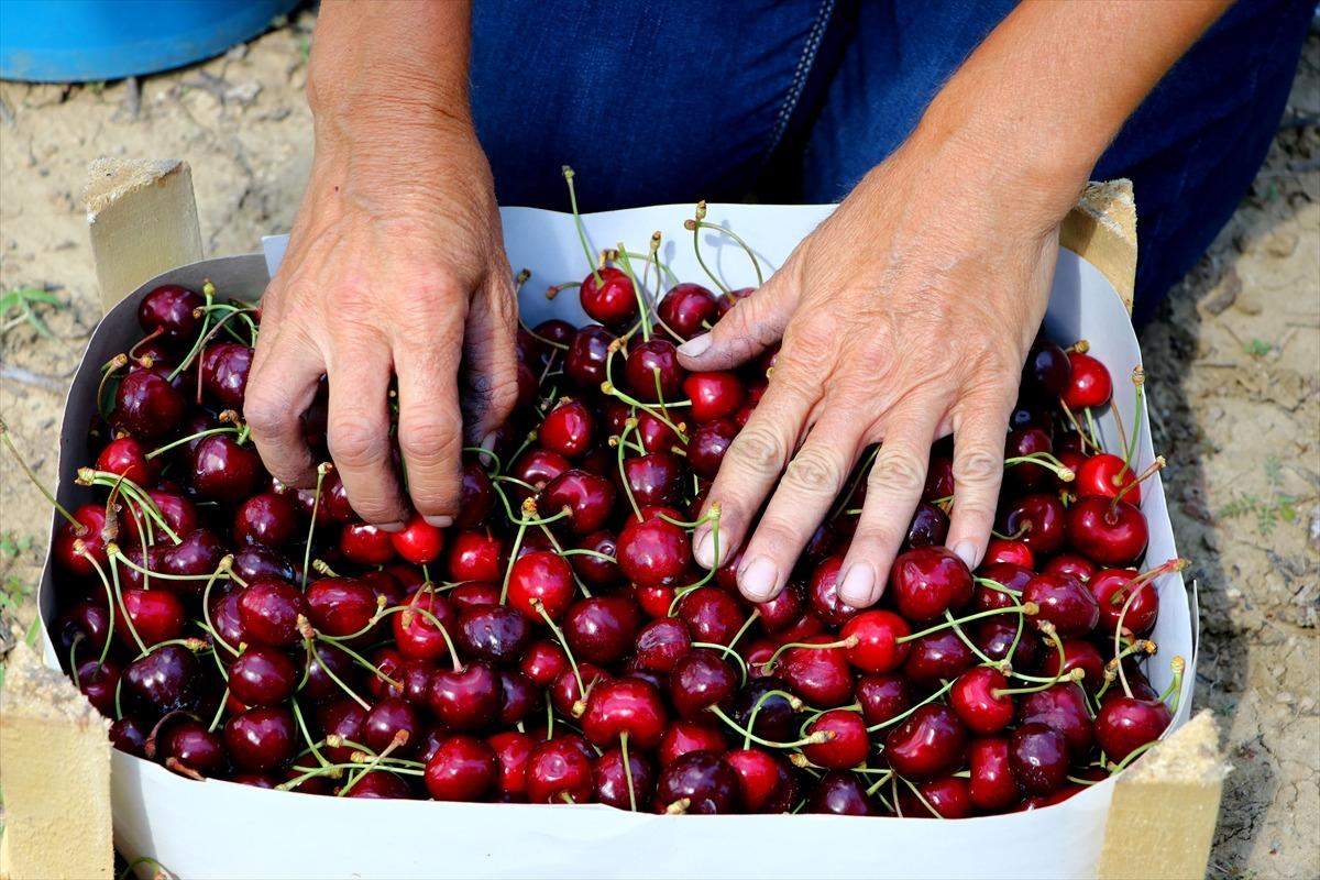 Şark&ouml;y'&uuml;n iri kirazının bah&ccedil;eden sofraya lezzet yolculuğu