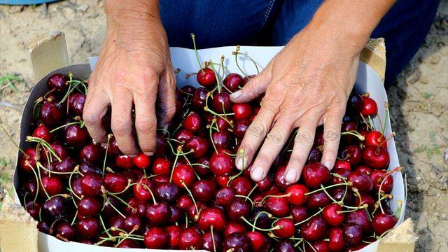Şarköy'ün iri kirazının bahçeden sofraya lezzet yolculuğu