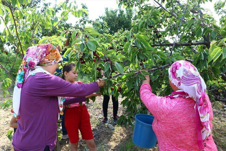 Şarköy'ün iri kirazının bahçeden sofraya lezzet yolculuğu G2