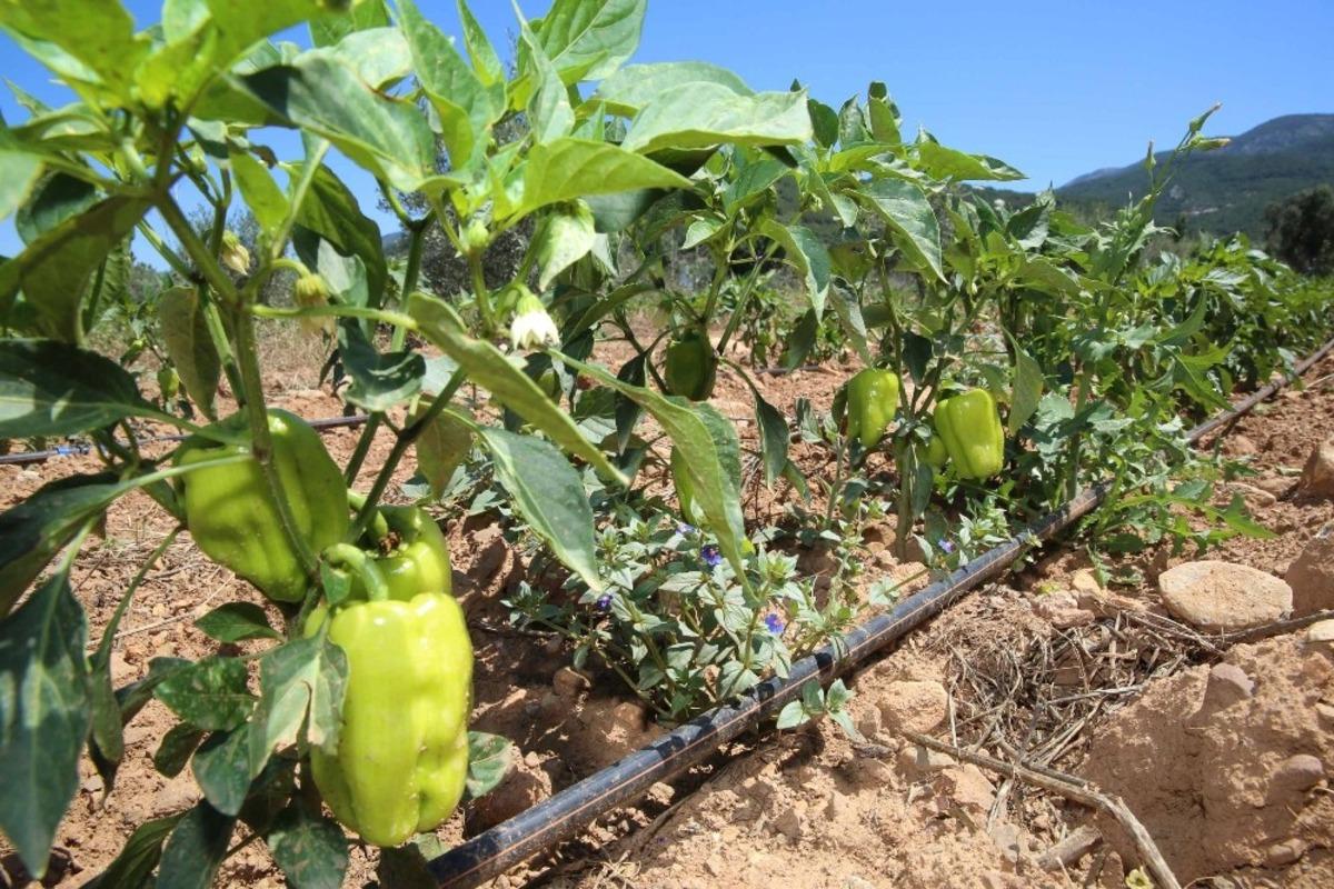 Buca&rsquo;nın sebze tarlalarından 54 ton hasat bekleniyor