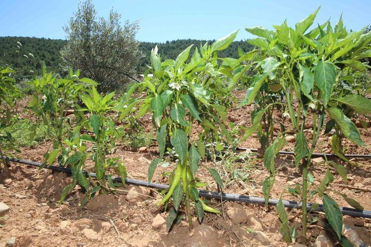 Buca’nın sebze tarlalarından 54 ton hasat bekleniyor G3