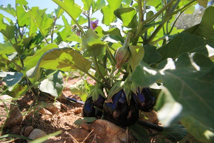 Buca’nın sebze tarlalarından 54 ton hasat bekleniyor G4