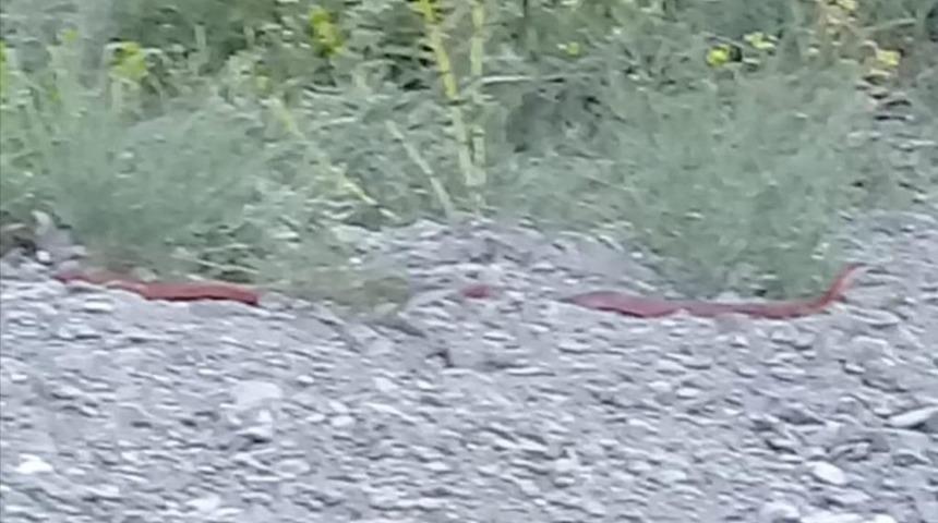 Hakkari’de görülen kırmızı yılan korkuttu