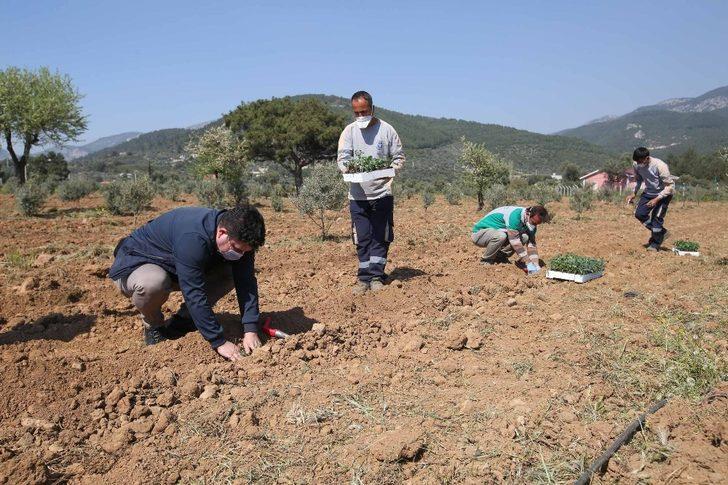 Buca’nın sebze tarlalarından 54 ton hasat bekleniyor G5