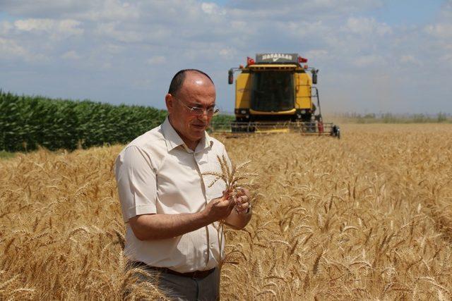 Adana’da yerli tohum deneme çalışmaları