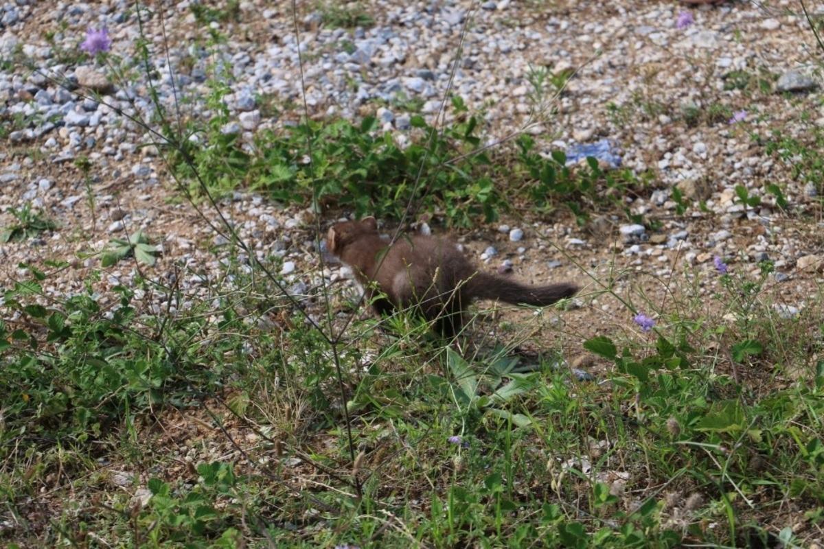 Yavru sansarlar &ouml;zg&uuml;rl&uuml;ğ&uuml;ne kavuştu