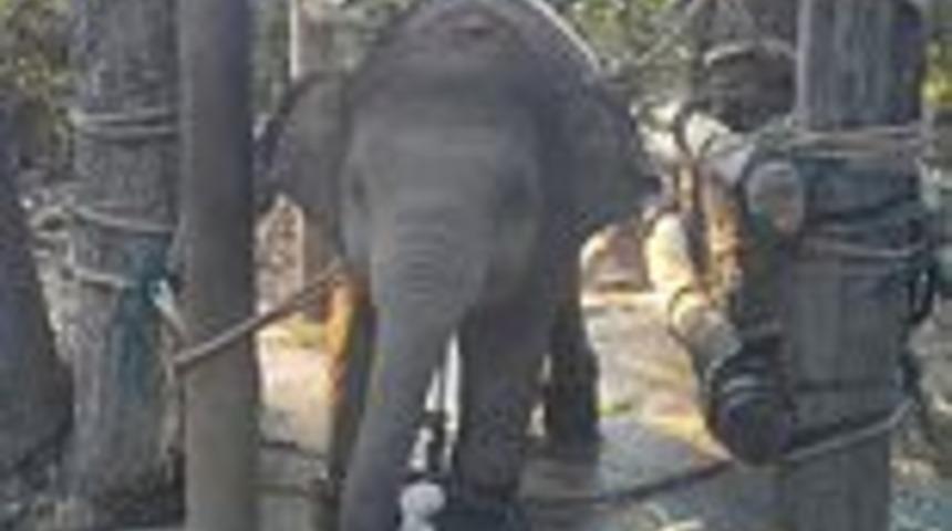 Turistler i&ccedil;in zincirlenen fillerin g&ouml;r&uuml;nt&uuml;leri y&uuml;rek burktu