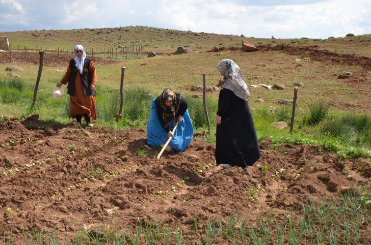 Terörün bittiği dağlarda tarım ve hayvancılık canlandı G4