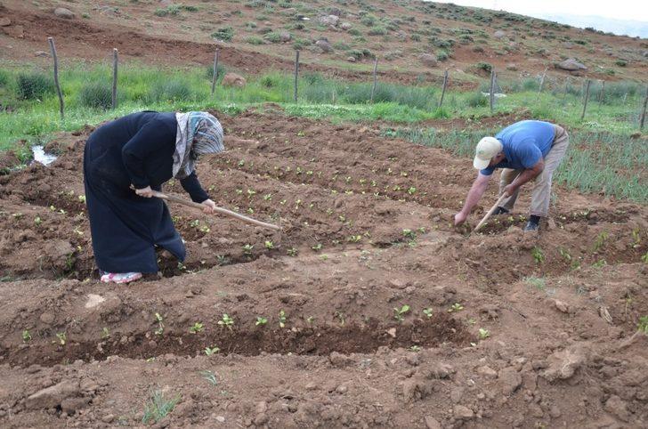 Terörün bittiği dağlarda tarım ve hayvancılık canlandı G5