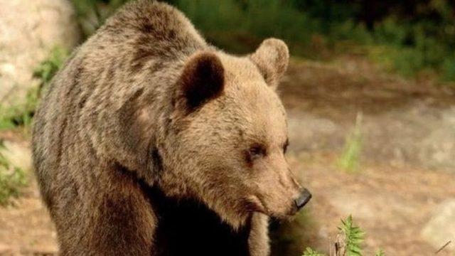 İtalya'da baba-oğula saldıran ayının öldürülmesi kararı tepki çekti