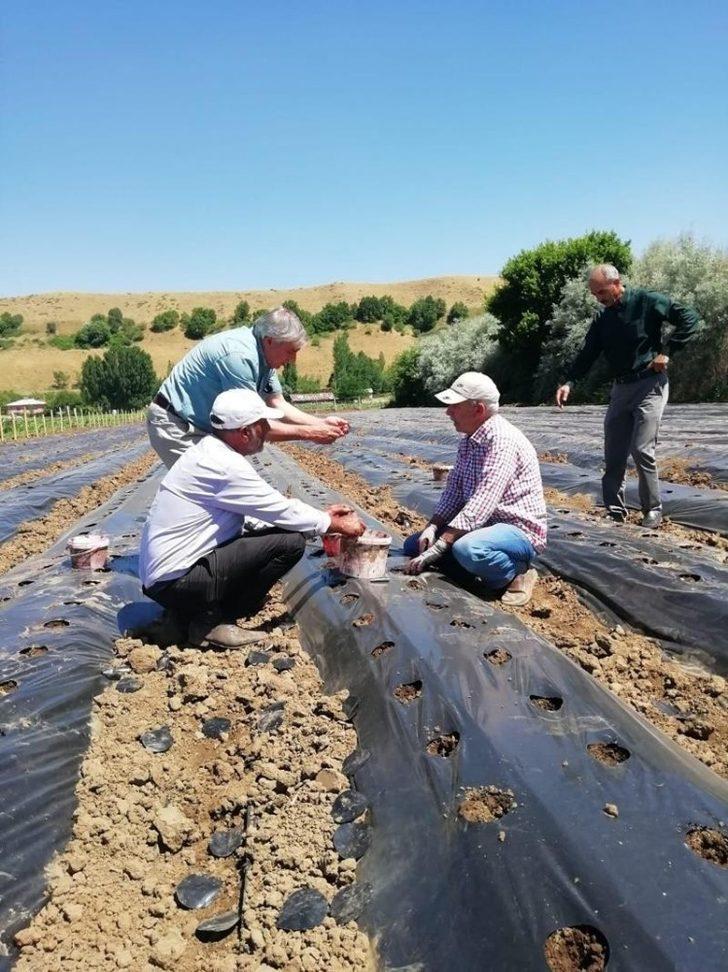Bingöl’de 8 adet kapama çilek bahçesi kuruldu G4