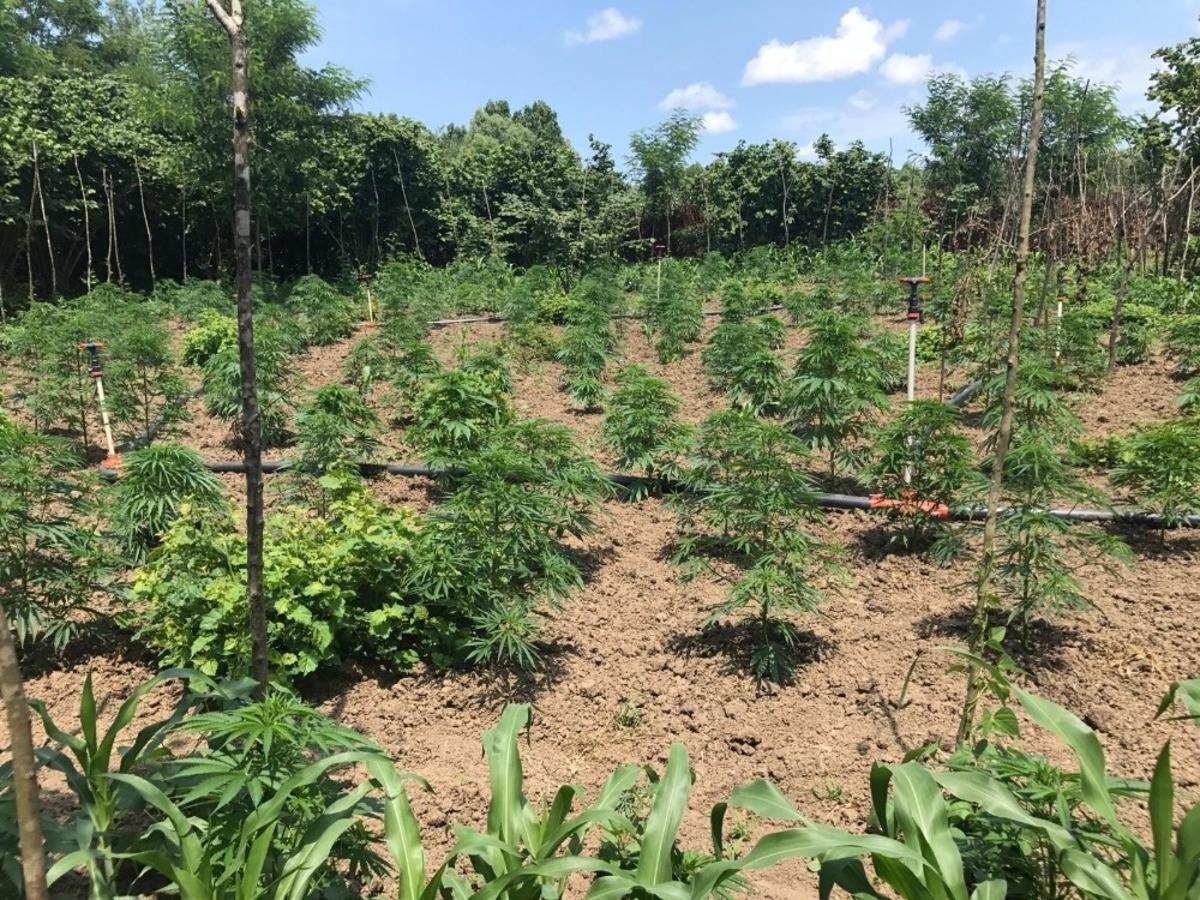 &Ccedil;arşamba&rsquo;da uyuşturucu operasyonu