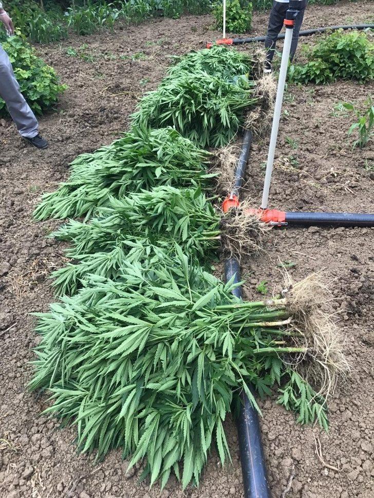 Çarşamba’da uyuşturucu operasyonu G3