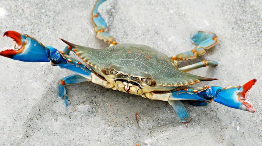 Mavi yengeç faydaları ile dikkat çekiyor!