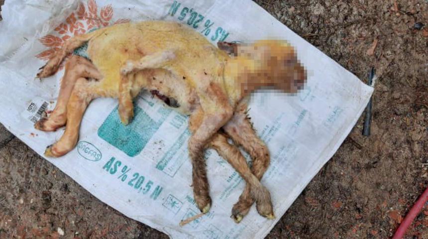 6 bacaklı kuzu g&ouml;renleri şaşırttı