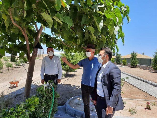 Kaymakam Doğan, badem bahçelerini inceledi