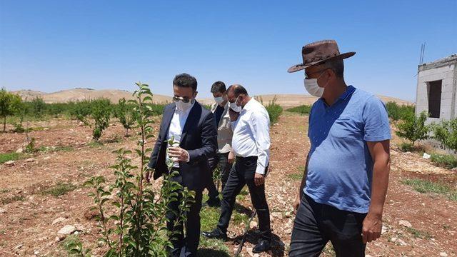 Kaymakam Doğan, badem bahçelerini inceledi