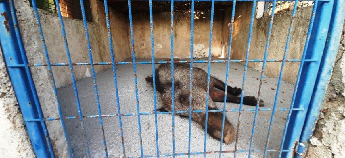 Domuza tuzak kurup &ouml;l&uuml;me terk ettiler