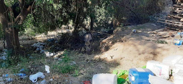 Domuza tuzak kurup ölüme terk ettiler G4