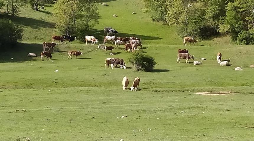 Dumlupınar&rsquo;da hayvan &uuml;reticilerini sevindiren haber