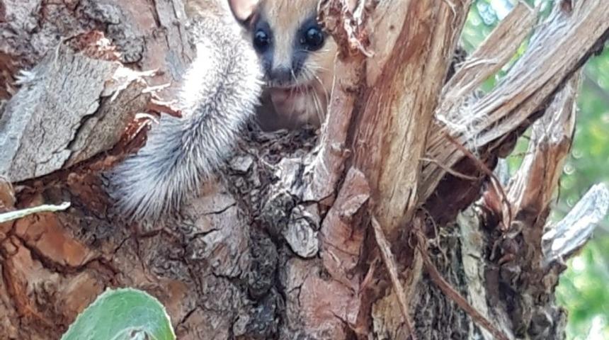Neslinin t&uuml;kendiği d&uuml;ş&uuml;n&uuml;l&uuml;yordu, halının i&ccedil;erisinden &ccedil;ıktı