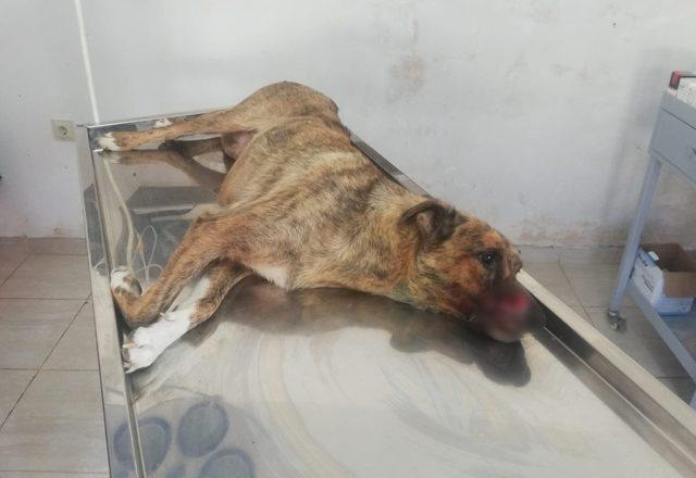 Domuzun saldırısına uğrayan köpeğe estetik ameliyat