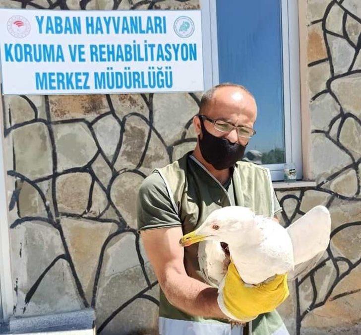 Yaralı kuşlar tedavi altına alındı G1