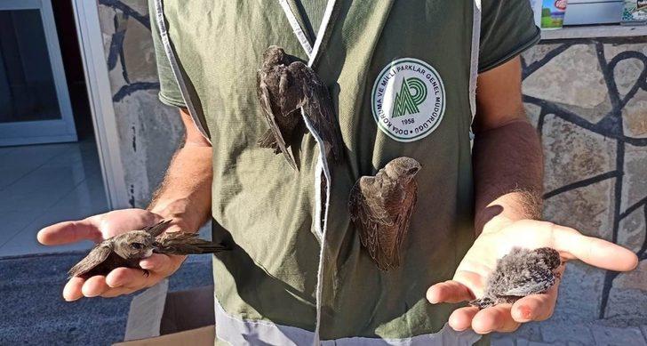 Yaralı kuşlar tedavi altına alındı G2