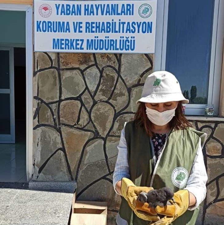Yaralı kuşlar tedavi altına alındı G3